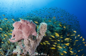 Frogfish waiting for lunch by Leena Roy 